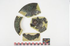 Foto von Bronzephalere (NHMW-PRAE-025405)